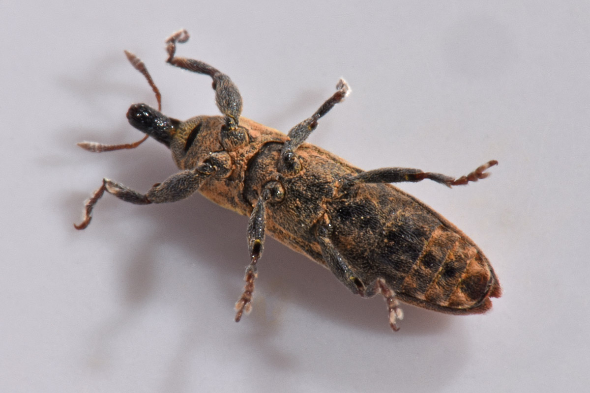 Curculionidae: Lixus scabricollis?  S !